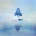Laura Konttinen: Phoenix tree		