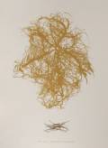 Tiina Vainio: Lace in the Forest		