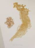 Tiina Vainio: Beard Moss		