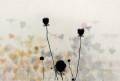 Janne Laine: Meadow II		