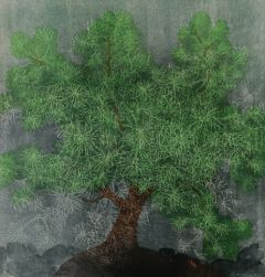 Outi Kirves: Bonsai