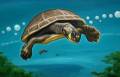 Bruno Maximus: Turtles		