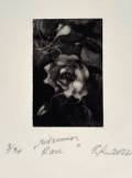 Tiina Kivinen: Midsummer Rose		