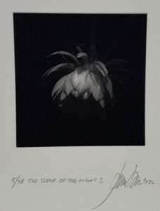 Janne Laine: The Scent of the Night I