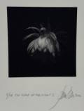 Janne Laine: The Scent of the Night I		